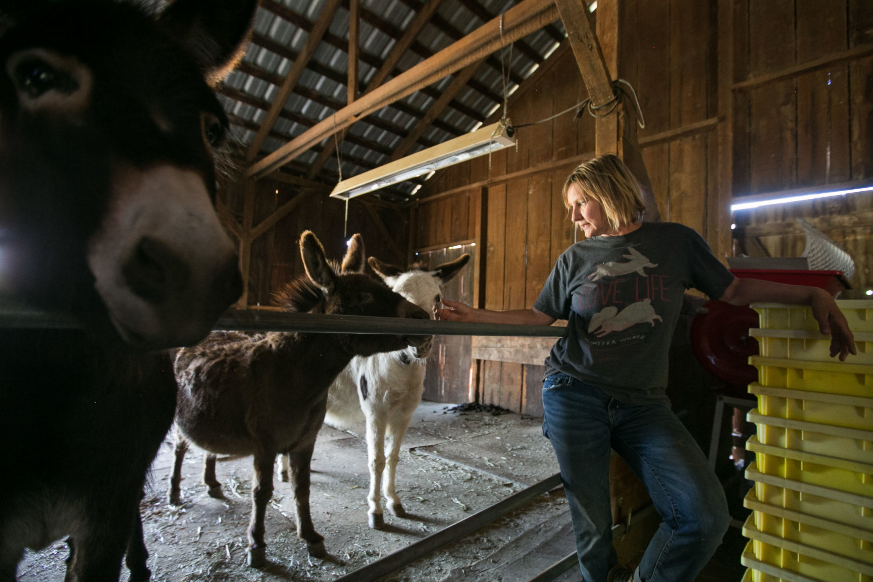 Prosser animal sanctuary